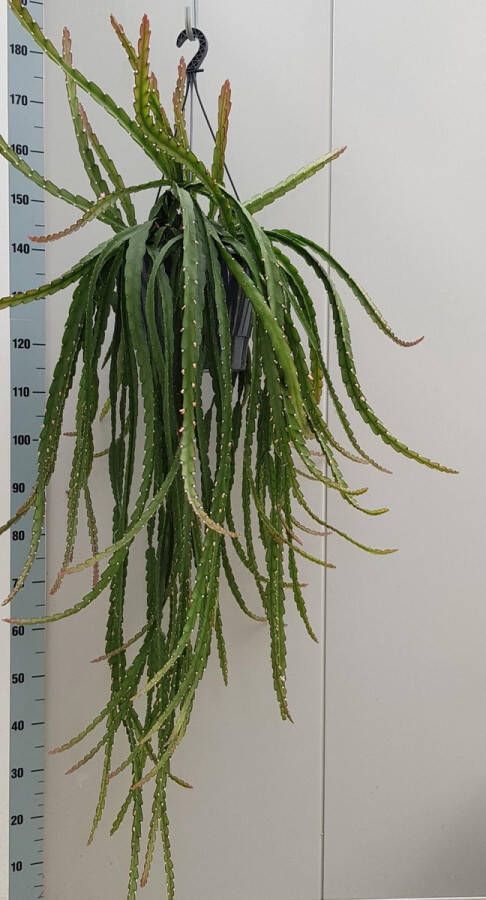 BOTANICLY Vetplant – Theeboom (Lepismium Cruciforme Rojo) met bloempot – Hoogte: 70 cm – van