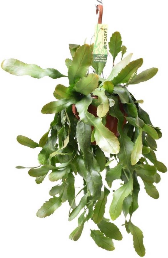 BOTANICLY Vetplant – Theeboom (Lepismium Houlletianum Forma Regnellii) met bloempot – Hoogte: 70 cm – van