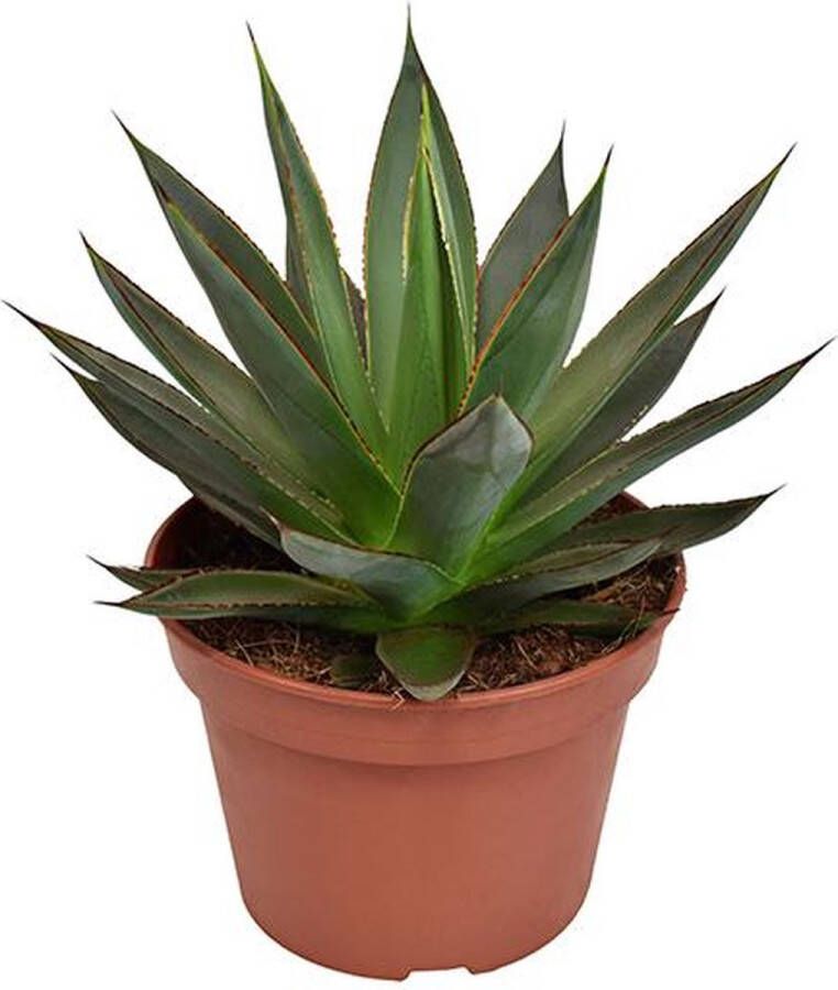 BOTANICLY Vetplant – Vezelhennep (Agave Shaka Zulu) – Hoogte: 20 cm – van