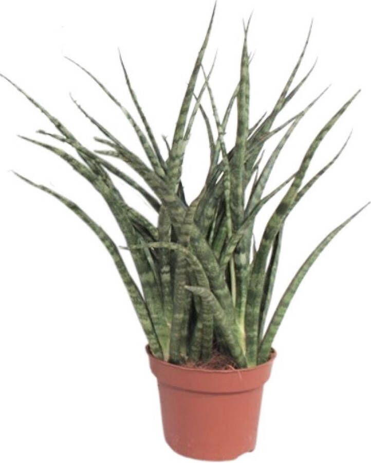 BOTANICLY Vetplant – Vrouwentongen (Sansevieria Fernwood Punk) – Hoogte: 35 cm – van