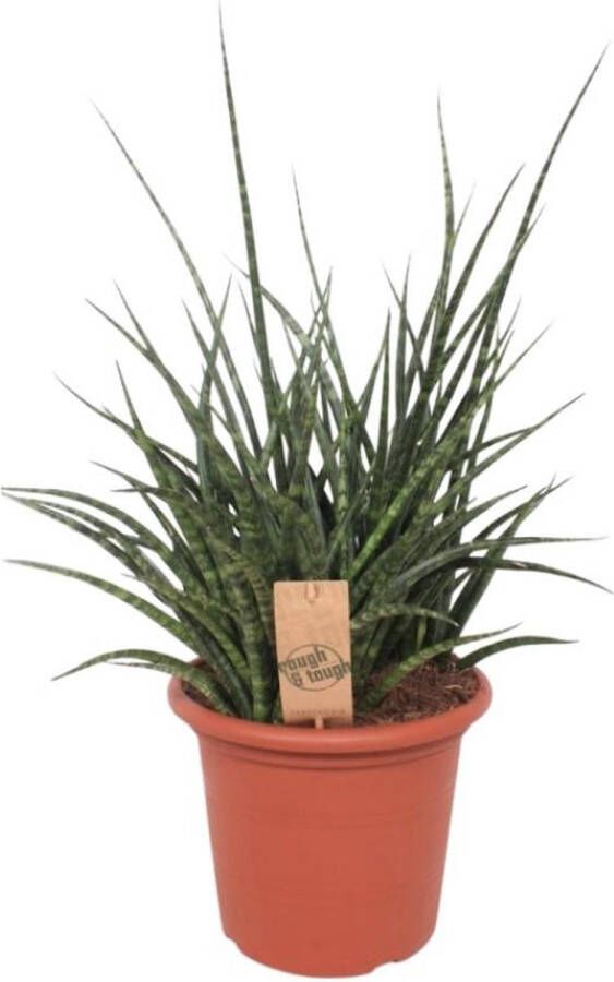 BOTANICLY Vetplant – Vrouwentongen (Sansevieria Fernwood Punk) – Hoogte: 60 cm – van