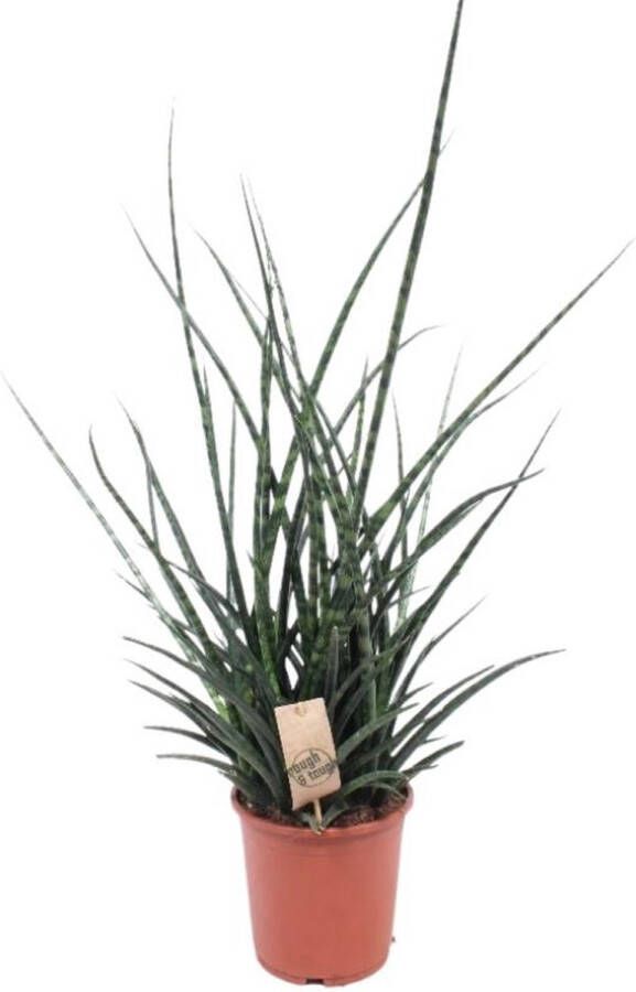 BOTANICLY Vetplant – Vrouwentongen (Sansevieria Fernwood Punk) – Hoogte: 65 cm – van