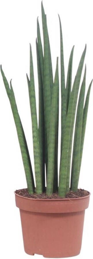 BOTANICLY Vetplant – Vrouwentongen (Sansevieria Mikado) – Hoogte: 40 cm – van