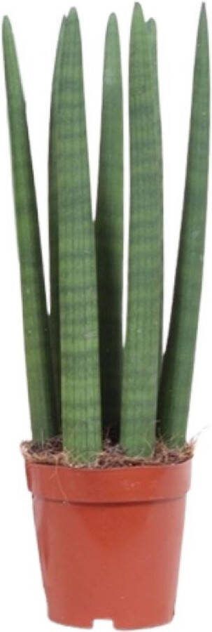 BOTANICLY Vetplant – Vrouwentongen (Sansevieria Straight) – Hoogte: 40 cm – van