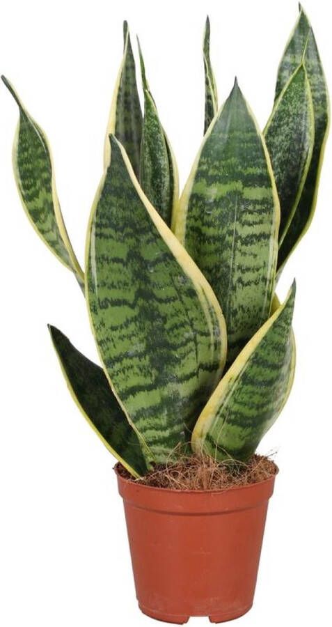 BOTANICLY Vetplant – Vrouwentongen (Sansevieria trifasciata Futura Superba) – Hoogte: 40 cm – van