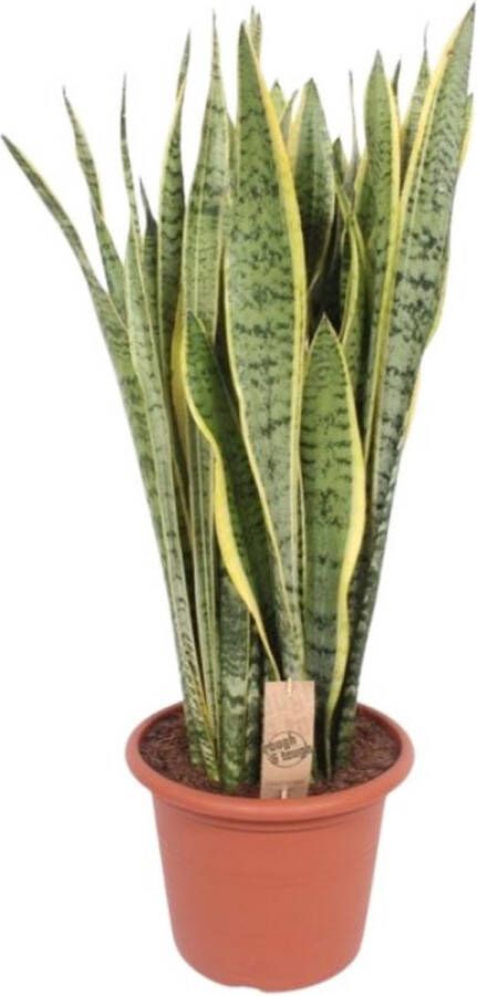BOTANICLY Vetplant – Vrouwentongen (Sansevieria Trifasciata Laurentii) – Hoogte: 110 cm – van
