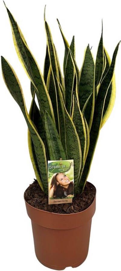 BOTANICLY Vetplant – Vrouwentongen (Sansevieria Trifasciata Laurentii) – Hoogte: 60 cm – van