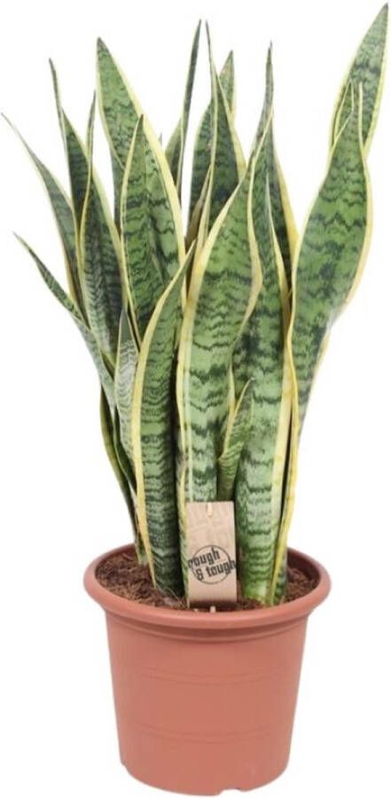 BOTANICLY Vetplant – Vrouwentongen (Sansevieria Trifasciata Laurentii) – Hoogte: 85 cm – van
