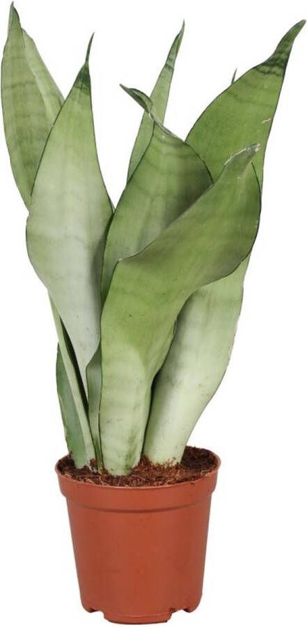 BOTANICLY Vetplant – Vrouwentongen (Sansevieria Trifasciata Moonshine) – Hoogte: 30 cm – van