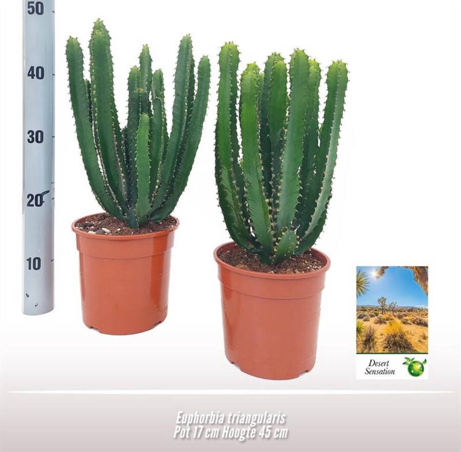 BOTANICLY Vetplant – Wolfsmelk (Euphorbia Triangularis) – Hoogte: 45 cm – van