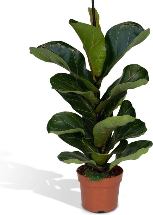 BOTANICLY Vioolplant (Ficus lyrata Bambino) met bloempot – Hoogte: 30 cm – Kamerplant van