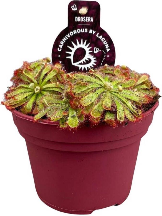 BOTANICLY Vleesetende plant – Drosera Aliciae (Drosera Aliciae) – Hoogte: 12 cm – van