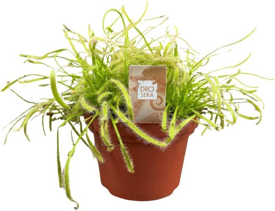 BOTANICLY Vleesetende plant – Drosera Capensis (Drosera Capensis) met bloempot – Hoogte: 17 cm – van