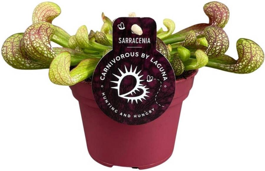 BOTANICLY Vleesetende plant – Sarracenia Psittacina (Sarracenia Psittacina) – Hoogte: 13 cm – van