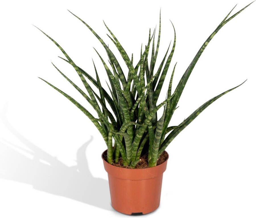 BOTANICLY Vetplant – Vrouwentongen (Sansevieria Fernwood Punk) – Hoogte: 30 cm – van