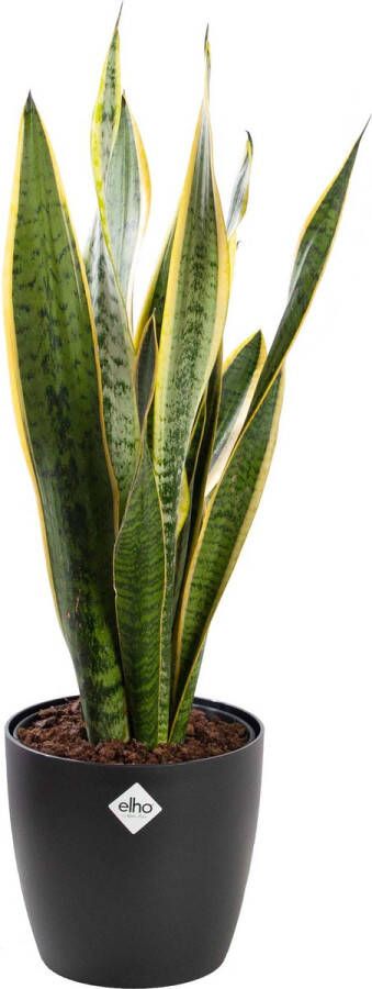 BOTANICLY Vrouwentongen (Sansevieria Laurentii) met bloempot – Hoogte: 60 cm – Kamerplant van