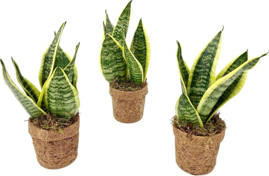 BOTANICLY Vrouwentongen (Sansevieria) met bloempot – Hoogte: 30 cm – Kamerplant van