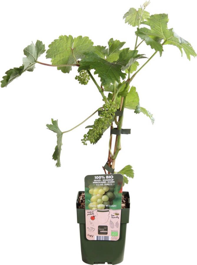 BOTANICLY Fruitboom – Wijnstok (Vitis vinifera Johanniter) – Hoogte: 45 cm – van