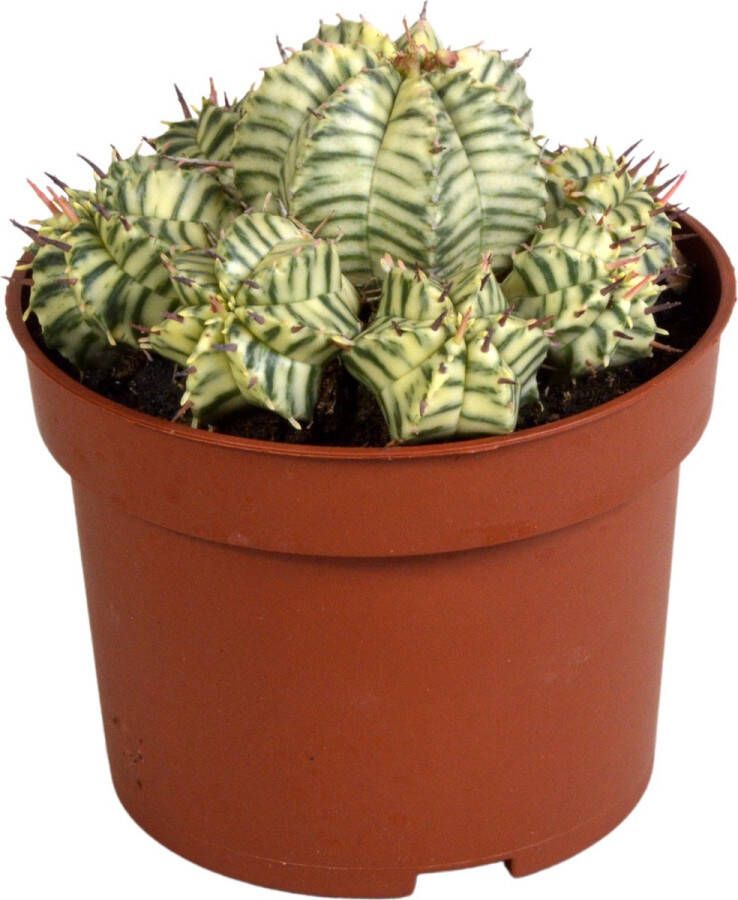 BOTANICLY Wolfsmelk (Euphorbia meloformis variegata) met bloempot – Hoogte: 21 cm – Cactus van