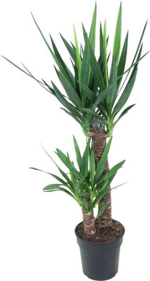 BOTANICLY Yucca – Palmlelie (Yucca elephantipes) – Hoogte: 100 cm – van