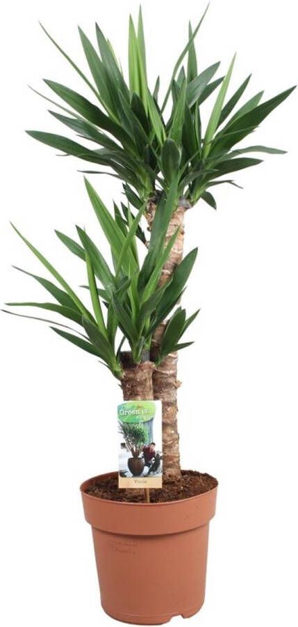 BOTANICLY Yucca – Palmlelie (Yucca elephantipes) – Hoogte: 80 cm – van