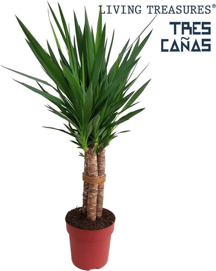 BOTANICLY Yucca – Palmlelie (Yucca) – Hoogte: 120 cm – van