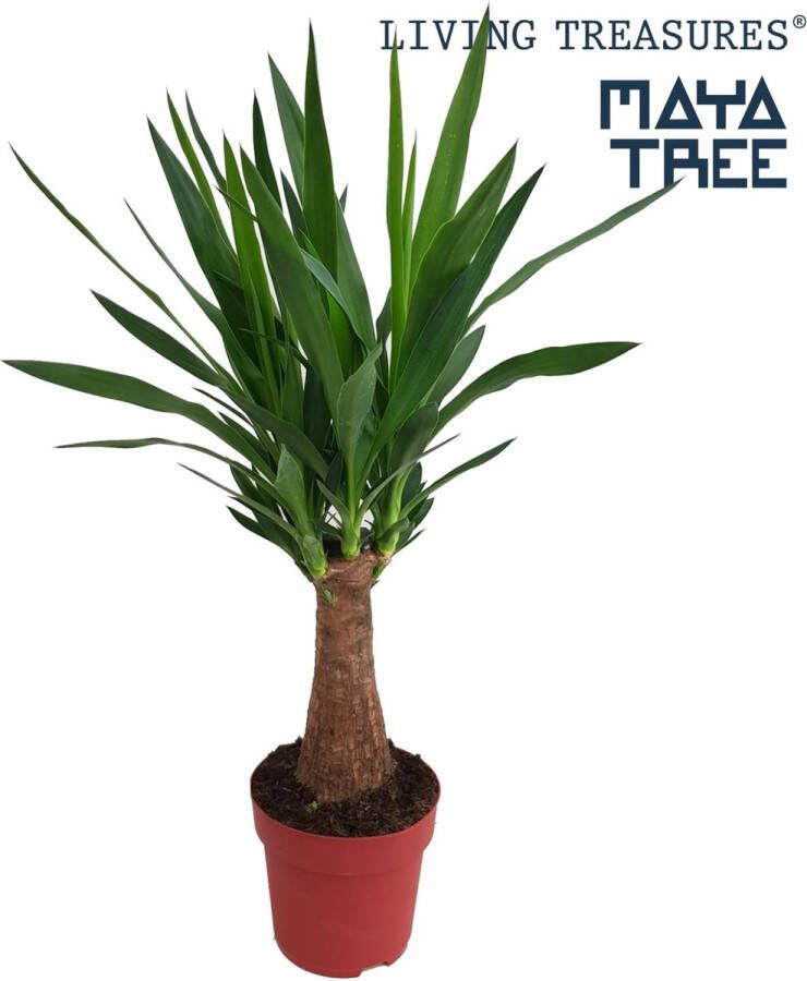 BOTANICLY Yucca – Palmlelie (Yucca) – Hoogte: 80 cm – van