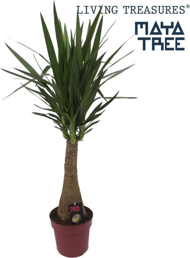 BOTANICLY Yucca – Palmlelie (Yucca) met bloempot – Hoogte: 110 cm – van
