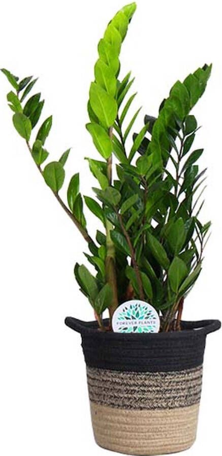 BOTANICLY Zamioculcas (Zamioculcas) met bloempot – Hoogte: 65 cm – Kamerplant van