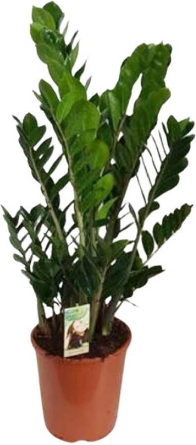 BOTANICLY ZZ plant – Zamioculcas zamiifolia (Zamioculcas zamiifolia) – Hoogte: 100 cm – van