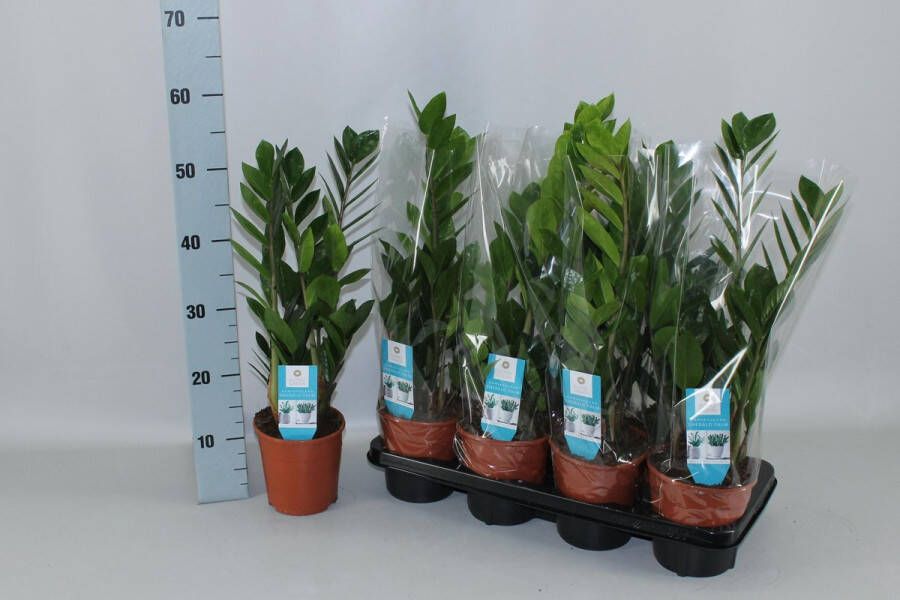 BOTANICLY ZZ plant – Zamioculcas zamiifolia (Zamioculcas zamiifolia) – Hoogte: 55 cm – van