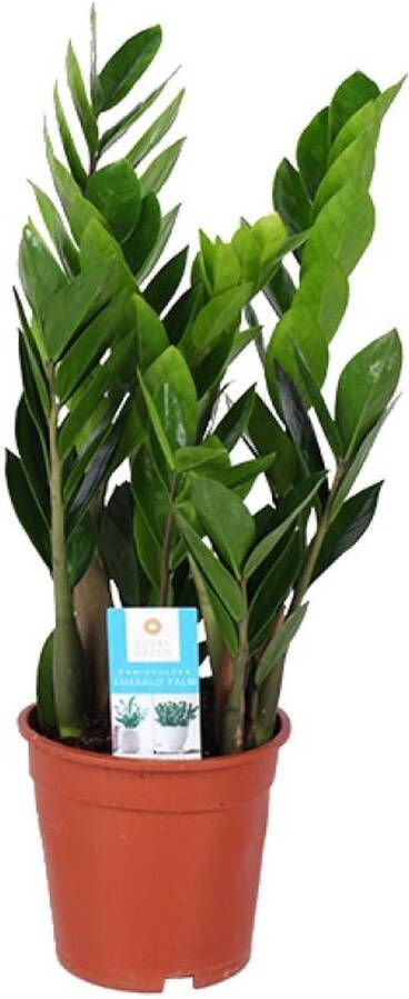 BOTANICLY ZZ plant – Zamioculcas zamiifolia (Zamioculcas zamiifolia) – Hoogte: 60 cm – van