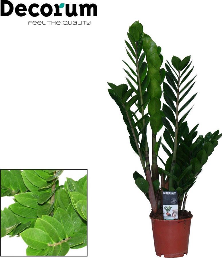 BOTANICLY ZZ plant – Zamioculcas zamiifolia (Zamioculcas zamiifolia) – Hoogte: 65 cm – van