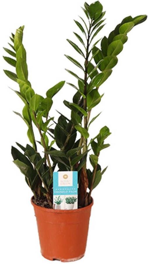 BOTANICLY ZZ plant – Zamioculcas zamiifolia (Zamioculcas zamiifolia) met bloempot – Hoogte: 45 cm – van