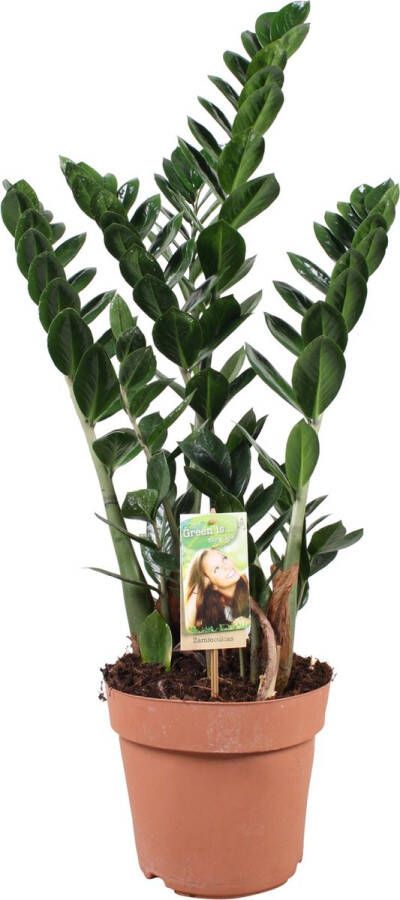 BOTANICLY ZZ plant – Zamioculcas (Zamioculcas) – Hoogte: 80 cm – van