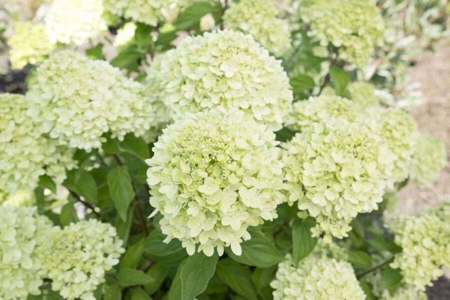 Buitenplanten Buitenplant Tuinplant Winterhard Hortensia Hydrangea paniculata Little lime Wit Groen Rood Potmaat P23 Planthoogte 30-40 cm