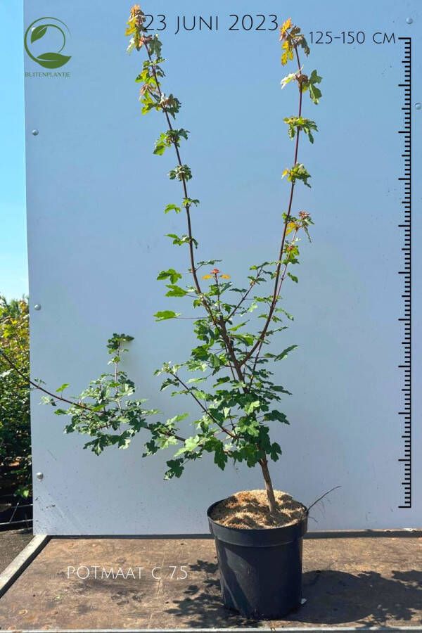 Buitenplantje Acer campestre Spaanse aak Buitenplant