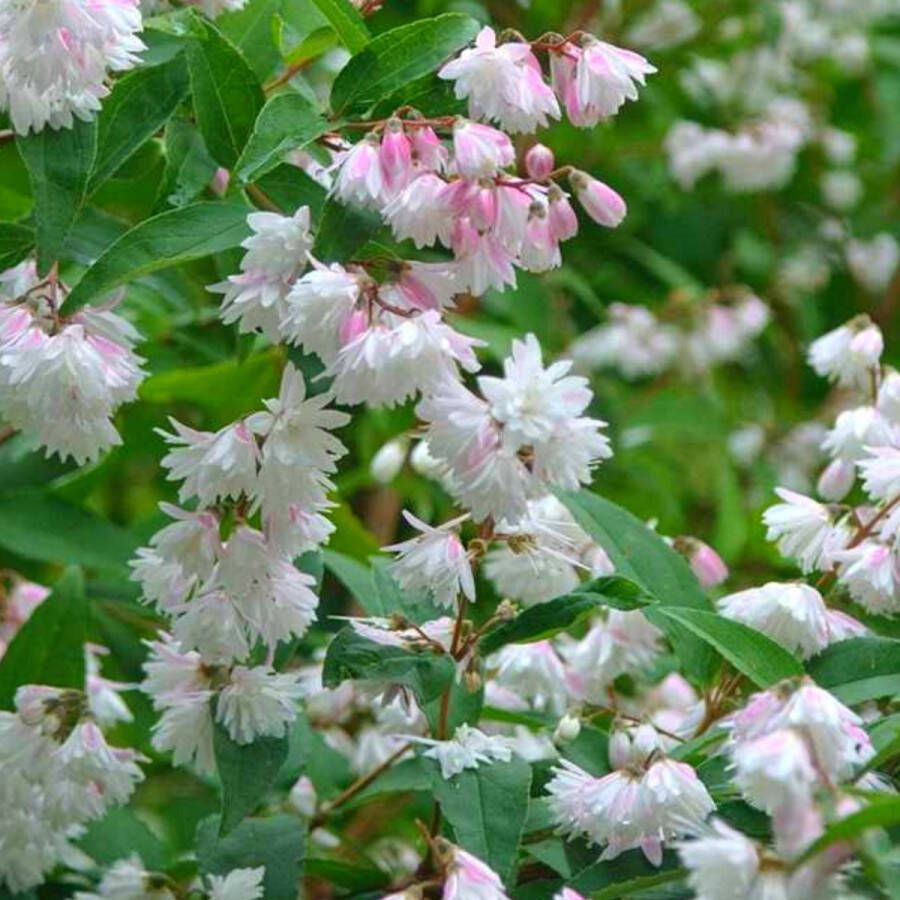 Buitenplantje Bruidsbloem Deutzia scabra Plena Buitenplant Tuinplant