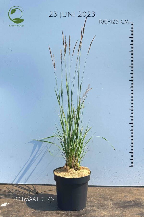 Buitenplantje Calamagrostis acutiflora 'Karl Foerster' Struisriet gras Buitenplant