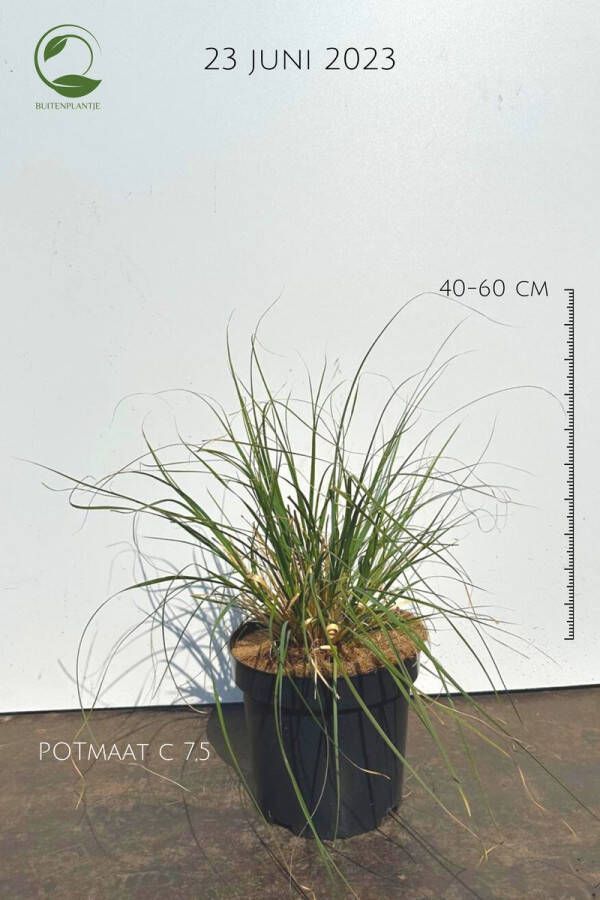 Buitenplantje Cortaderia Selloana Pumila pampasgras buitenplant