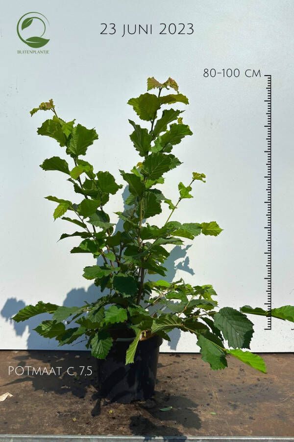 Buitenplantje Corylus avellana Gewone hazelaar Buitenplant