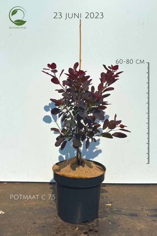 Buitenplantje Cotinus coggygria 'Royal Purple' Buitenplant