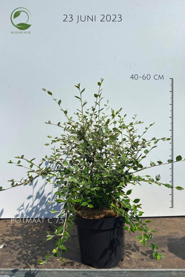 Buitenplantje Cotoneaster franchetii Dwergmispel Buitenplant