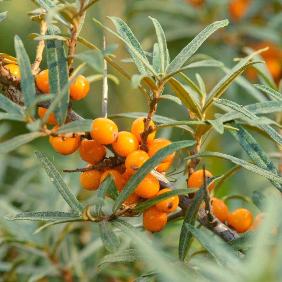 Buitenplantje Duindoorn Hippophae Rhamnoides Heester Tuinplant- Haagplant