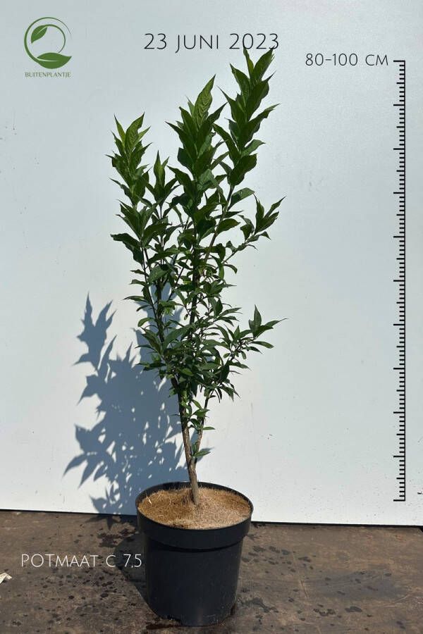 Buitenplantje Euonymus europaeus Gewone kardinaalshoed Buitenplant