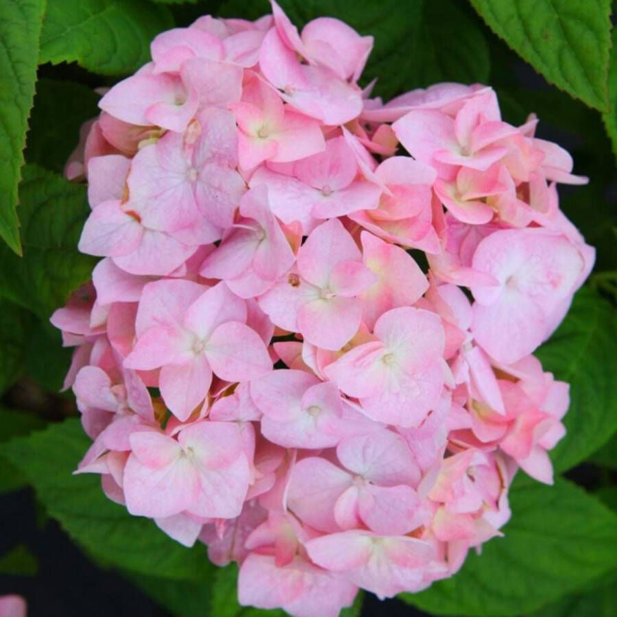 Buitenplantje Hortensia De Hydrangea Macrophylla 'Bouquet Rose' Buitenplant Hortensia Roze