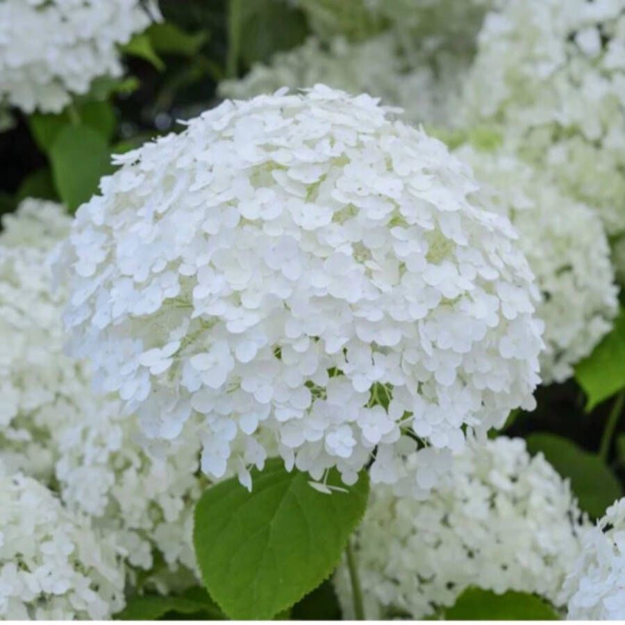 Buitenplantje Hortensia Hydrangea arborescens Annabelle Buitenplant Hortensia Annabelle Hortensia Wit