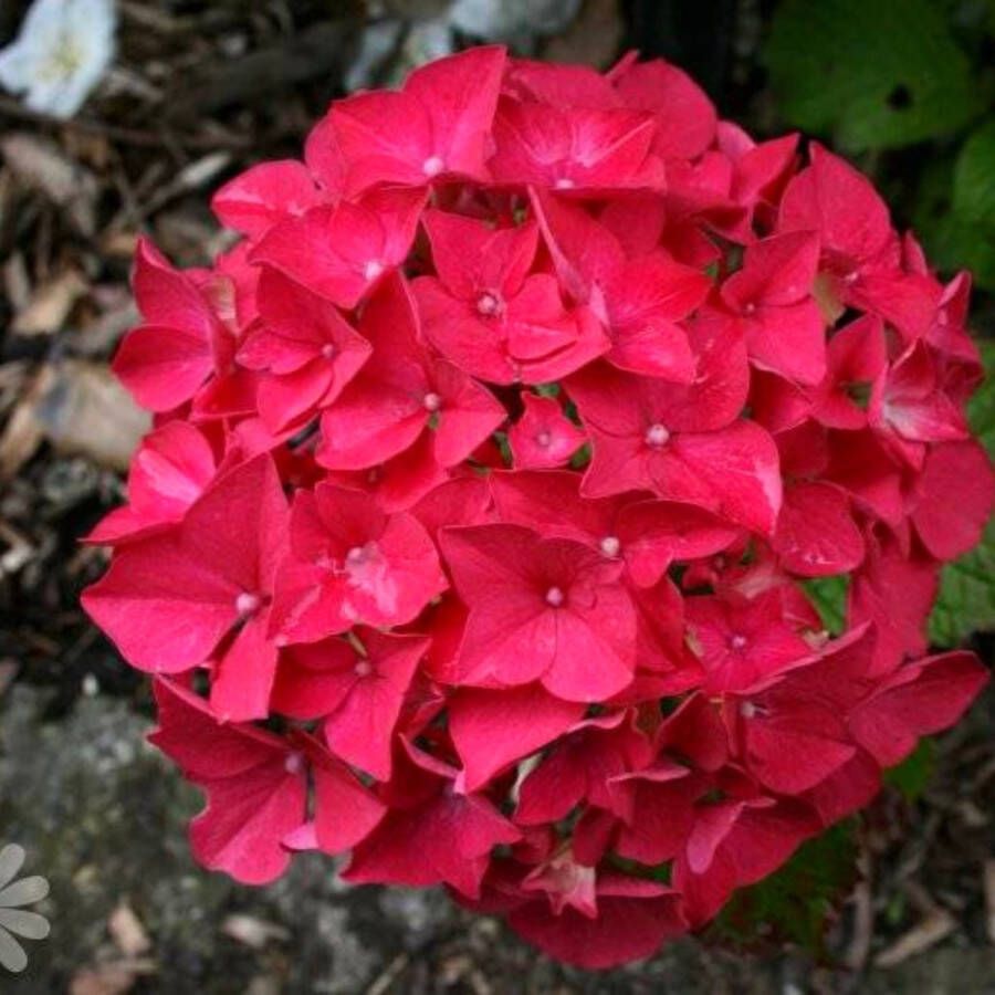 Buitenplantje Hortensia Hydrangea macrophylla 'Alpenglühen' Buitenplant Hortensia Aplenglühen Hortensia Rood