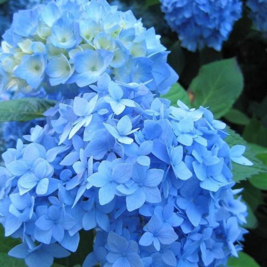 Buitenplantje Hortensia Hydrangea macrophylla 'Bodensee' Buitenplant Hortensia Blauw