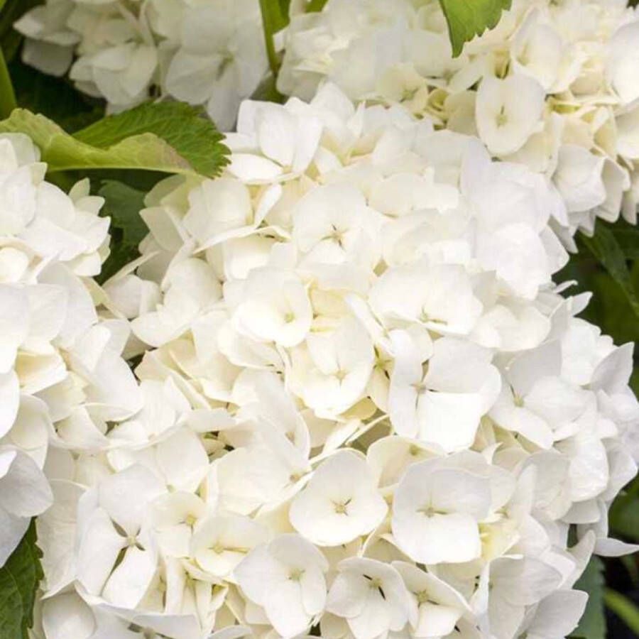 Buitenplantje Hortensia Hydrangea macrophylla 'Soeur Thérèse' Buitenplant Hortensia Soeur Thérèse